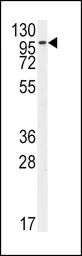 FGFR2 antibody, N-term
