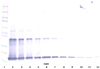 Biotinylated Anti-Human IL-1α Western Blot Unreduced