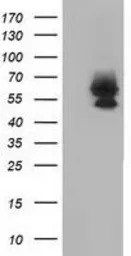 Bestrophin 3 antibody [3B11]