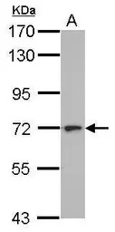 L3MBTL4 antibody [N2C2], Inter