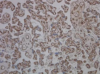 CD34 antibody [QBEnd/10]