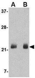 FGF4 antibody