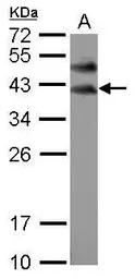 BOLL antibody [N2C3]