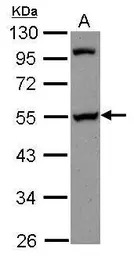 PAIP1 antibody [N3C3]