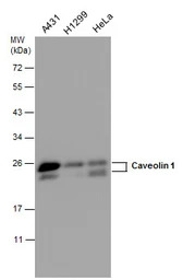 Caveolin 1 antibody [N1N3]