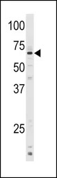 CYP1A1 antibody, C-term