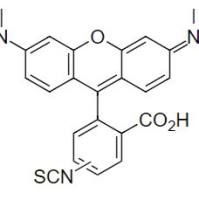 6-TRITC 四甲基罗丹明-6-异硫氰酸  货号417