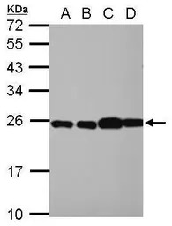 RPL29 antibody