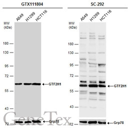 GTF2H1 antibody [N1C1]
