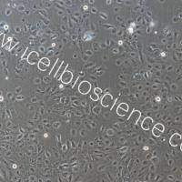 羊子宫内膜上皮细胞/免疫荧光鉴定