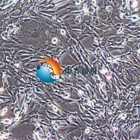 小鼠脂肪干细胞永生化