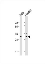 CTHRC1 antibody, N-term