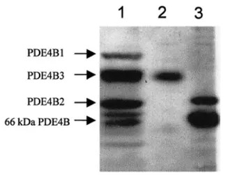 PDE4B antibody
