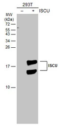 ISCU antibody [N1C3]