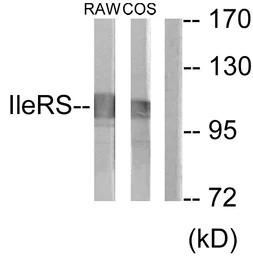 IARS2 antibody