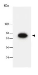 Pescadillo antibody