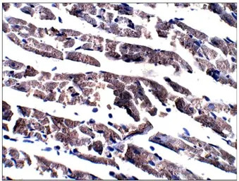 Adenylate cyclase 6 antibody