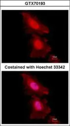 FOXO1 antibody [7H3]