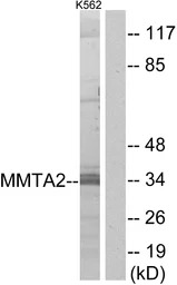 MMTAG2 antibody