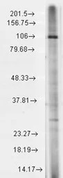 TRPC7 antibody [S64A-36]