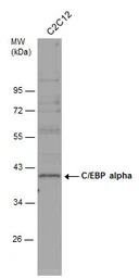 C/EBP alpha antibody [N1], N-t