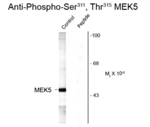 MEK5 (phospho Ser311/Thr315) a