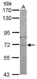 NARS antibody