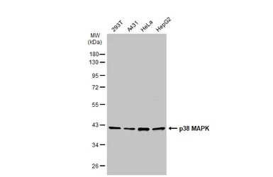p38 MAPK antibody [N1C3-2]