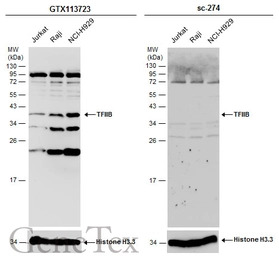 TFIIB antibody [N2C3]