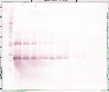 Biotinylated Anti-Human Oncostatin M Western Blot Unreduced Biotinylated Anti-Human Oncostatin M Western Blot Unreduced