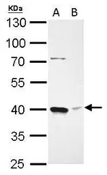 Bmi1 antibody