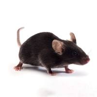 特殊饲料诱导模型动物 SPF级