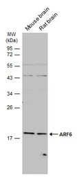 ARF6 antibody [N1C3]