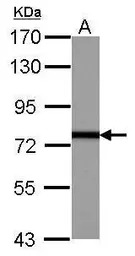 FNBP1 antibody [N1N2], N-term