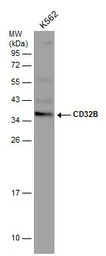 CD32B antibody [N2C3]