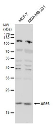 ARF6 antibody [N1C3]