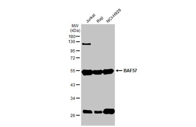 BAF57 antibody [C3], C-term