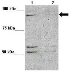 MAP7D1 antibody, N-term