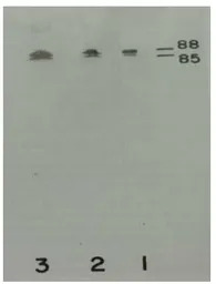 Plasma Kallikrein 1B antibody 