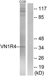 VN1R4 antibody