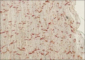 pan Cadherin antibody [CH-19]