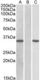 CRISP2 (aa77-89) antibody, Int