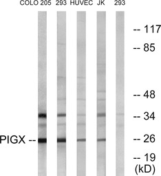 PIGX antibody