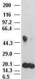 IL6 antibody [3G9]
