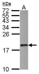 MMS2 antibody