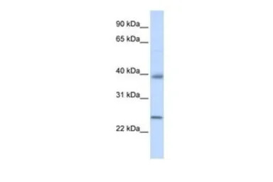Claudin 7 antibody, C-term