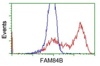 FAM84B antibody [4A4]