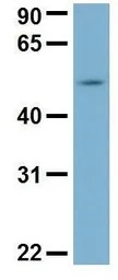 C22ORF28 antibody, N-term