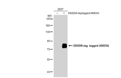 ARID5A antibody