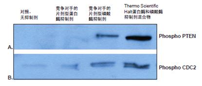 Halt蛋白酶和磷酸酶抑制剂混合物
